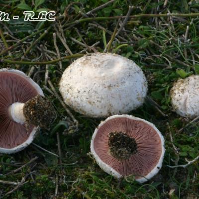 Agaricus Devoniensis