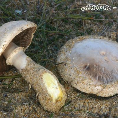 Agaricus Menieri