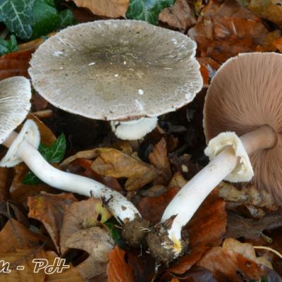 Agaricus Praeclaresquamosus