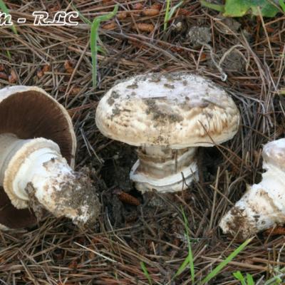 Agaricus Vaporarius