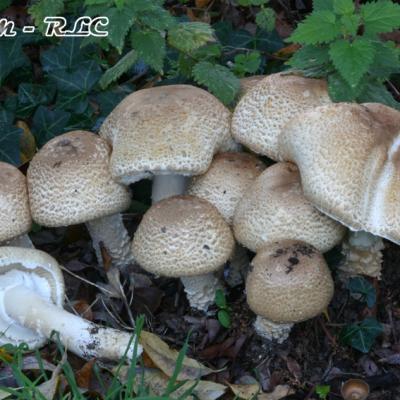 Agaricus