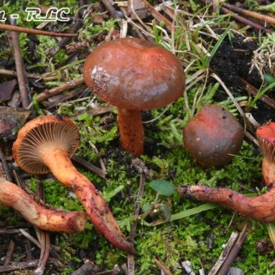 Chroogomphus Fulmineus