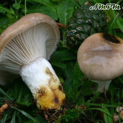 Gomphidius Glutinosus