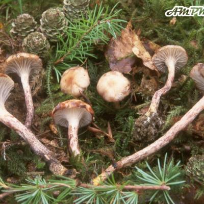 Gomphidius Maculatus