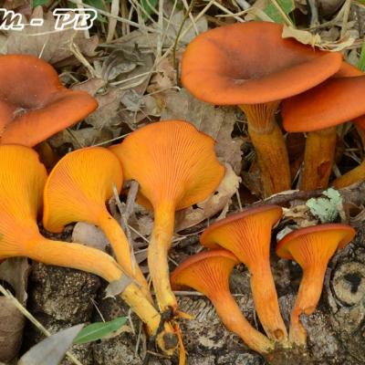 Omphalotus Olearius2