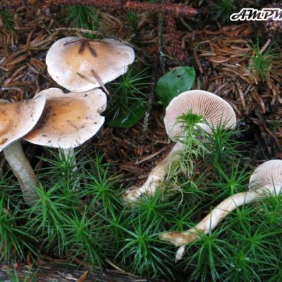 Hebeloma Longicaudum