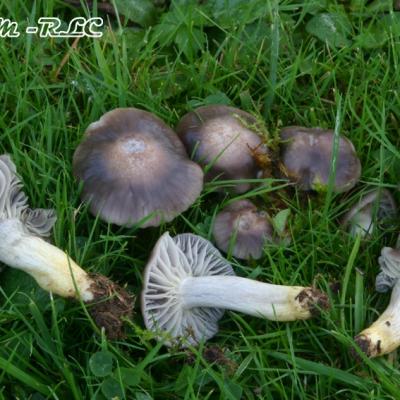 Cuphophyllus Flavipes