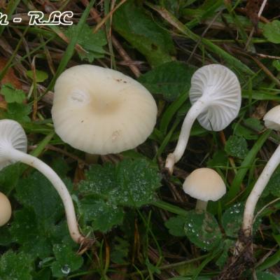 Cuphophyllus Russocoriaceus