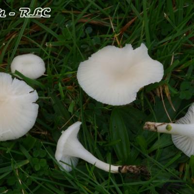 Cuphophyllus Virgineus