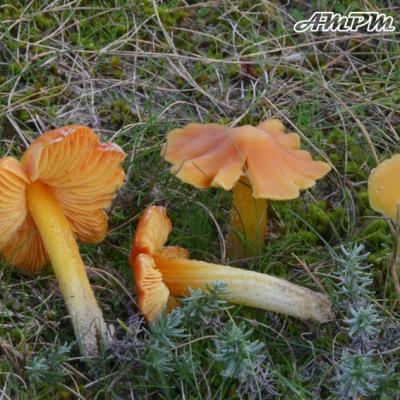 Hygrocybe Aurantiolutescens2