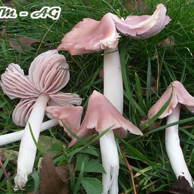 Hygrocybe Calyptriformis