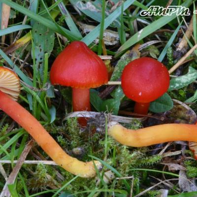 Hygrocybe Coccinea2