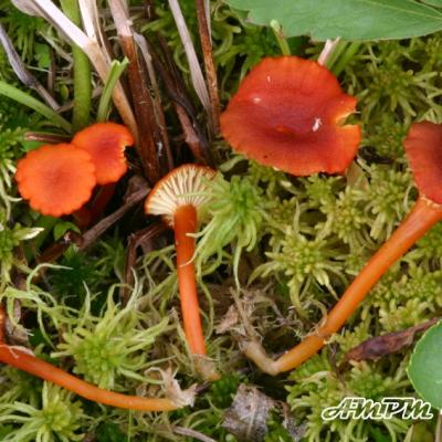 Hygrocybe Coccineocrenata