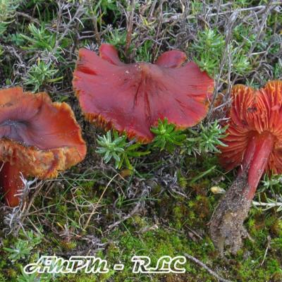 Hygrocybe Conicoides