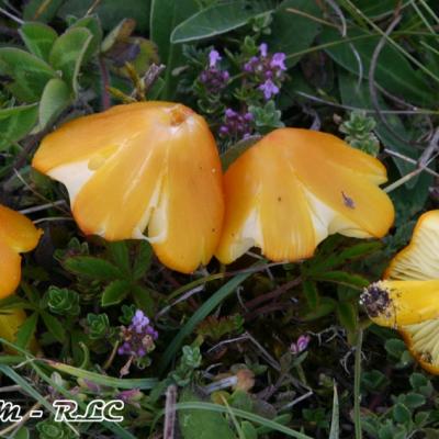Hygrocybe Persistens