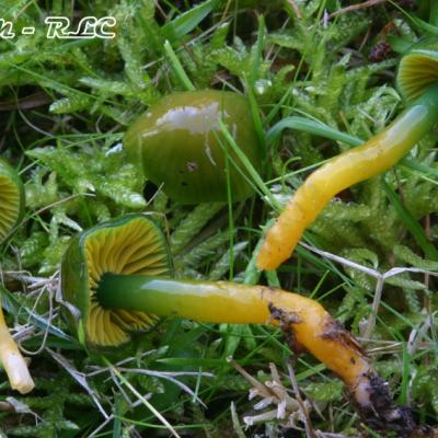 Hygrocybe Psittacina