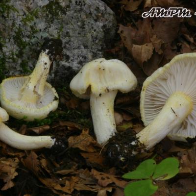 Hygrophorus Chrysodon