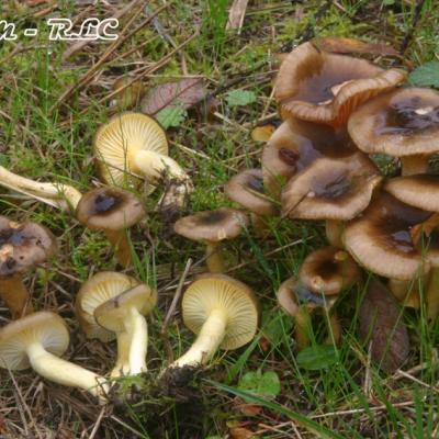 Hygrophorus Hypothejus