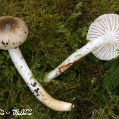 Hygrophorus Mesotephrus