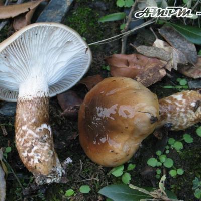 Hygrophorus Persoonii