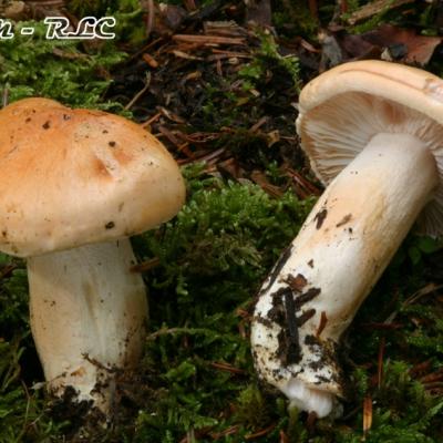 Hygrophorus Pudorinus