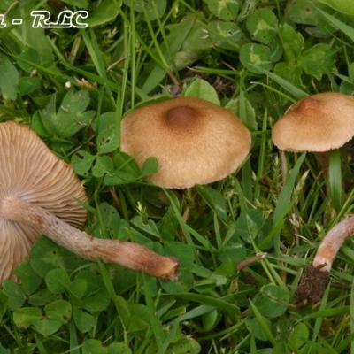 Inocybe Curvipes