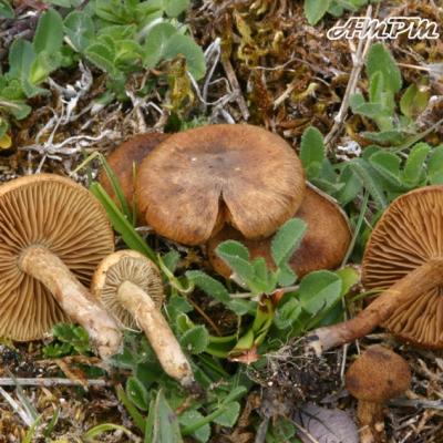 Inocybe Dulcamara