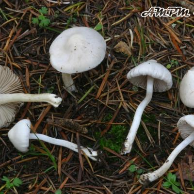 Inocybe Geophylla