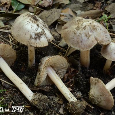 Inocybe Grammata