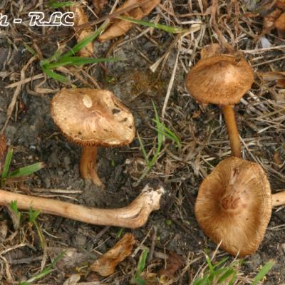 Inocybe Piriodora