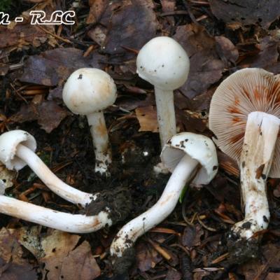Inocybe Pudica