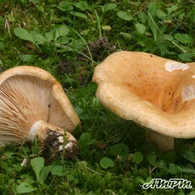 Lactarius Acerrimus