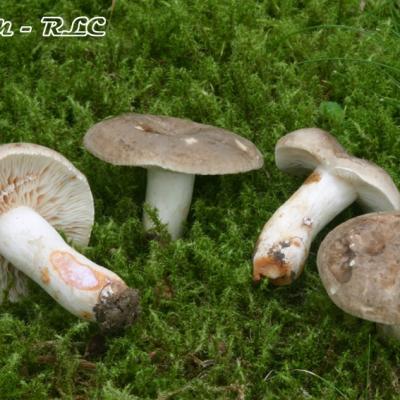 Lactarius Azonites