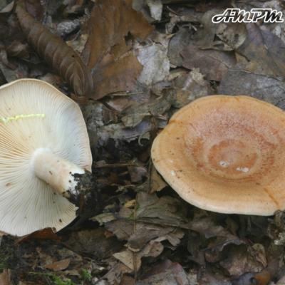 Lactarius Chrysorrheus