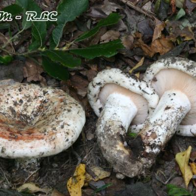 Lactarius Controversus