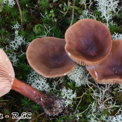 Lactarius Hepaticus