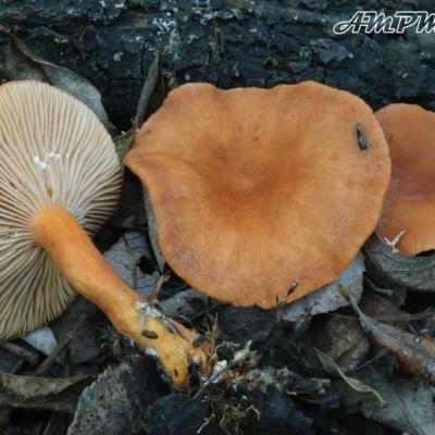 Lactarius Lacunarum