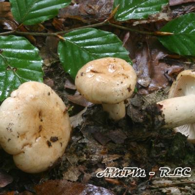 Lactarius Pallidus