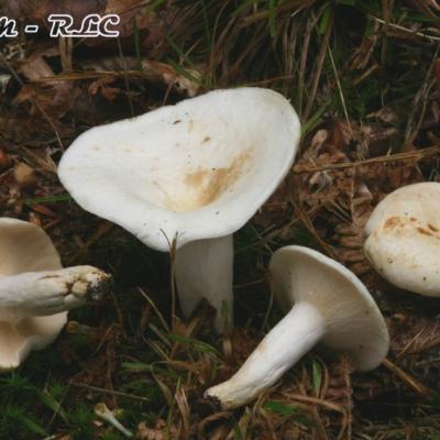 Lactarius Piperatus