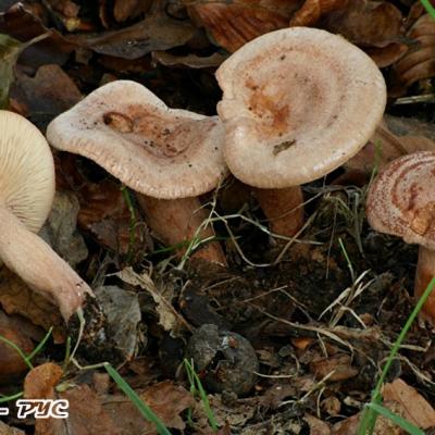 Lactarius Quietus