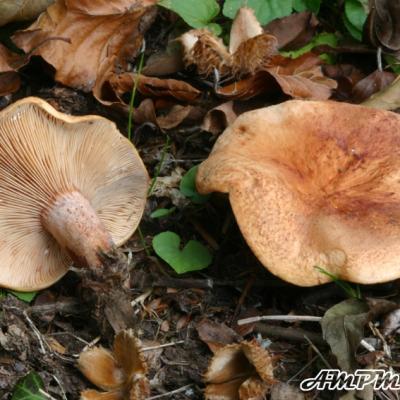 Lactarius Rubrocinctus