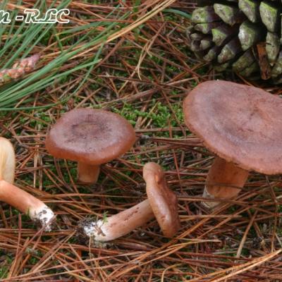 Lactarius Rufus
