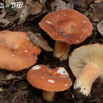 Lactarius Rugatus