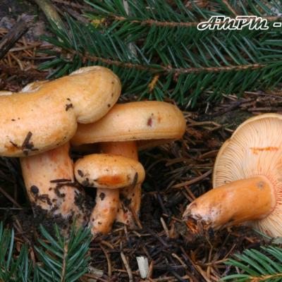 Lactarius Salmonicolor