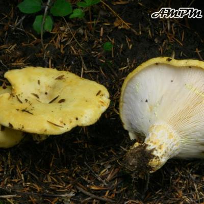 Lactarius Scrobiculatus