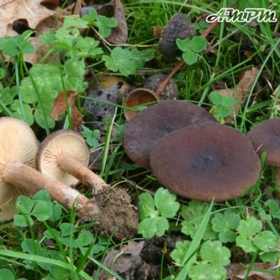 Lactarius Subumbonatus