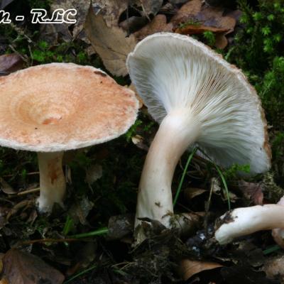 Lactarius Torminosus