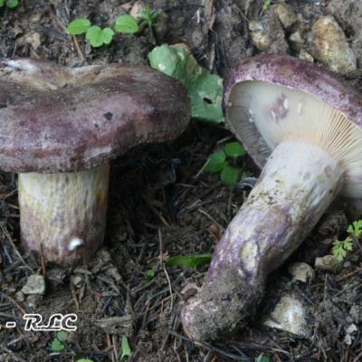 Lactarius Violascens