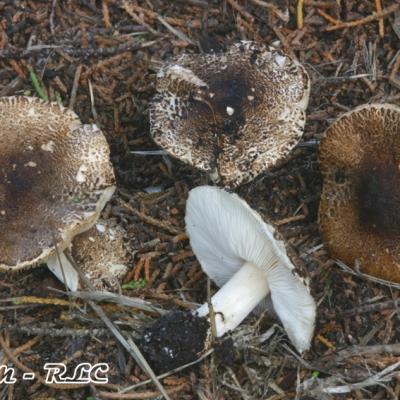Lepiota Andegavensis