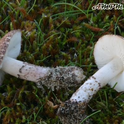 Lepiota Brunneolilacea2